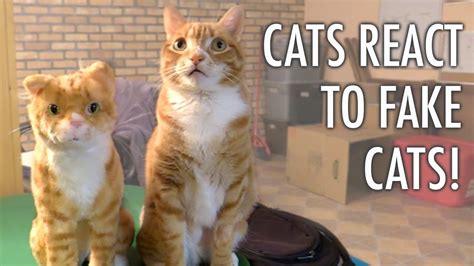are cats fake